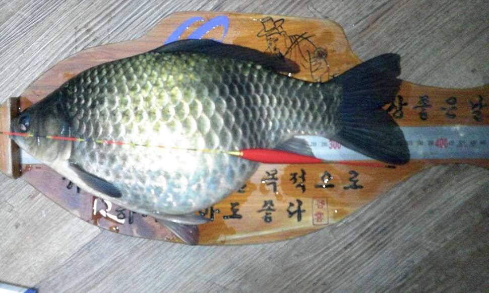 내칭구 모따리 입니다 친구야 반갑다 (조황조행기 - 월척컵토종붕어챔피언십)