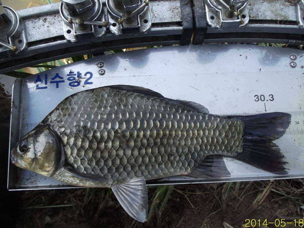 시즌 5호 6호 4짜 (조황조행기 - 월척컵토종붕어챔피언십)