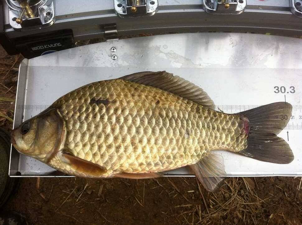 아직1년도안된초보조사 부끄러운 월척신고 (조황조행기 - 월척컵토종붕어챔피언십)