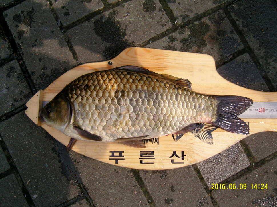 월척 신고 합니다 (조황조행기 - 월척컵토종붕어챔피언십)