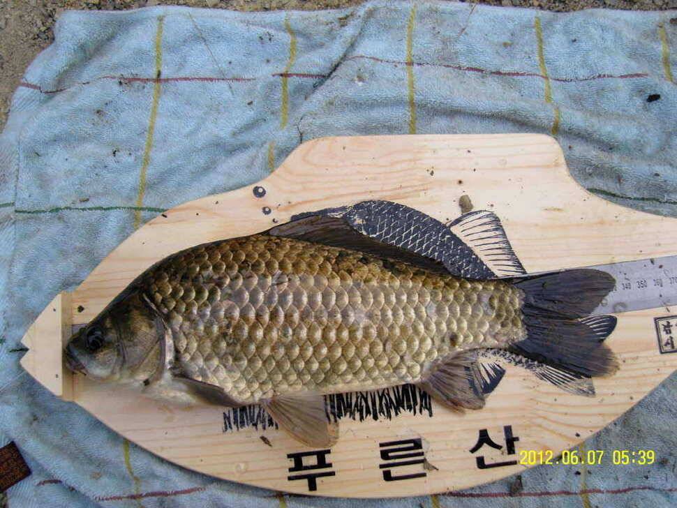 신고합니다 (조황조행기 - 월척컵토종붕어챔피언십)