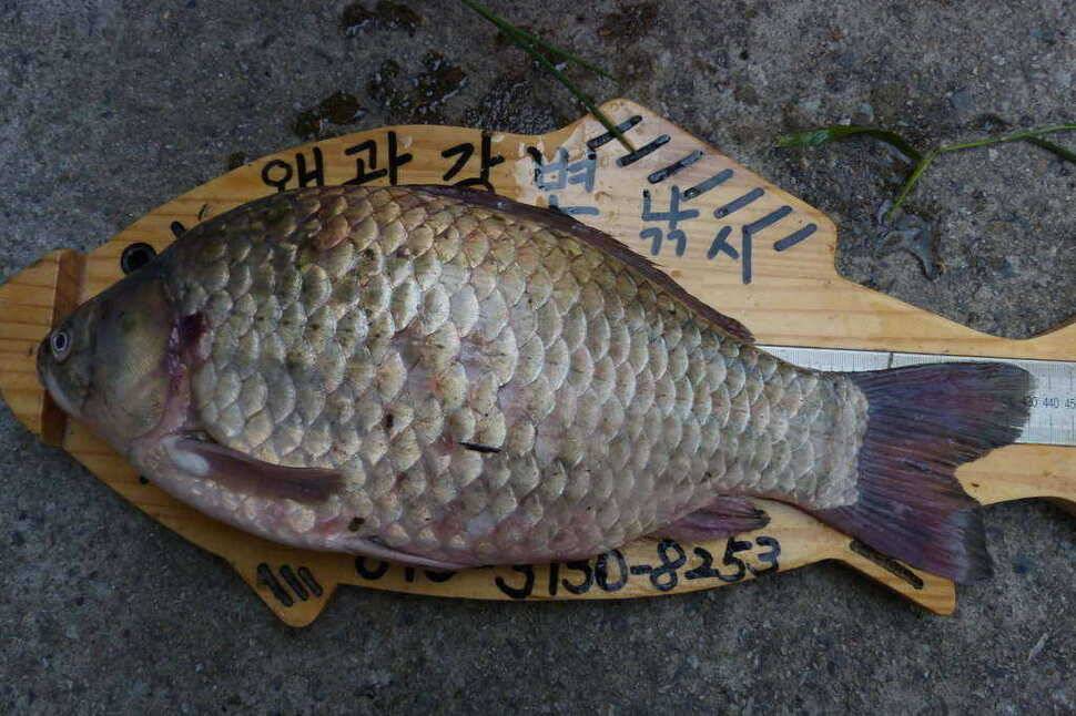 435cm40턱걸이5마리와월척4마리 (조황조행기 - 월척컵토종붕어챔피언십)