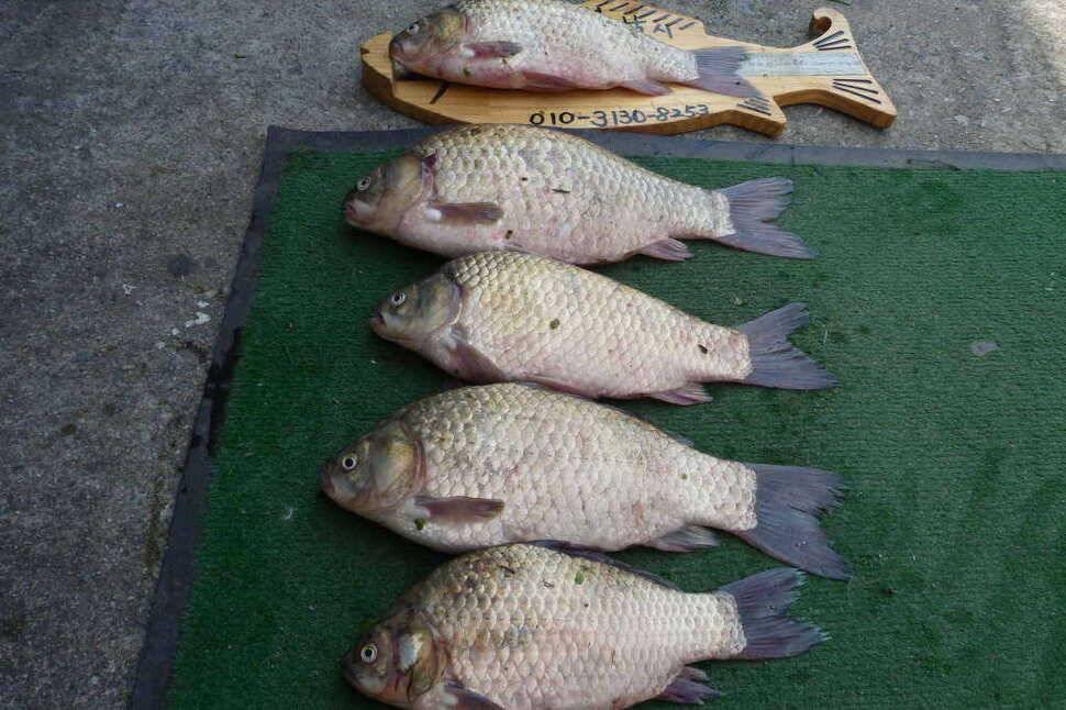 435cm40턱걸이5마리와월척4마리 (조황조행기 - 월척컵토종붕어챔피언십)