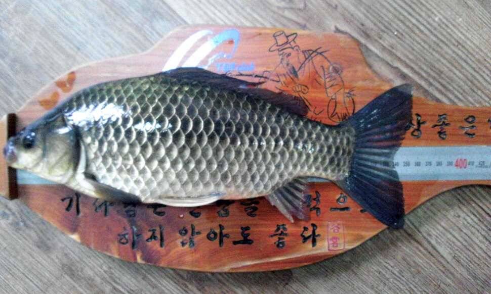 월척 (조황조행기 - 월척컵토종붕어챔피언십)
