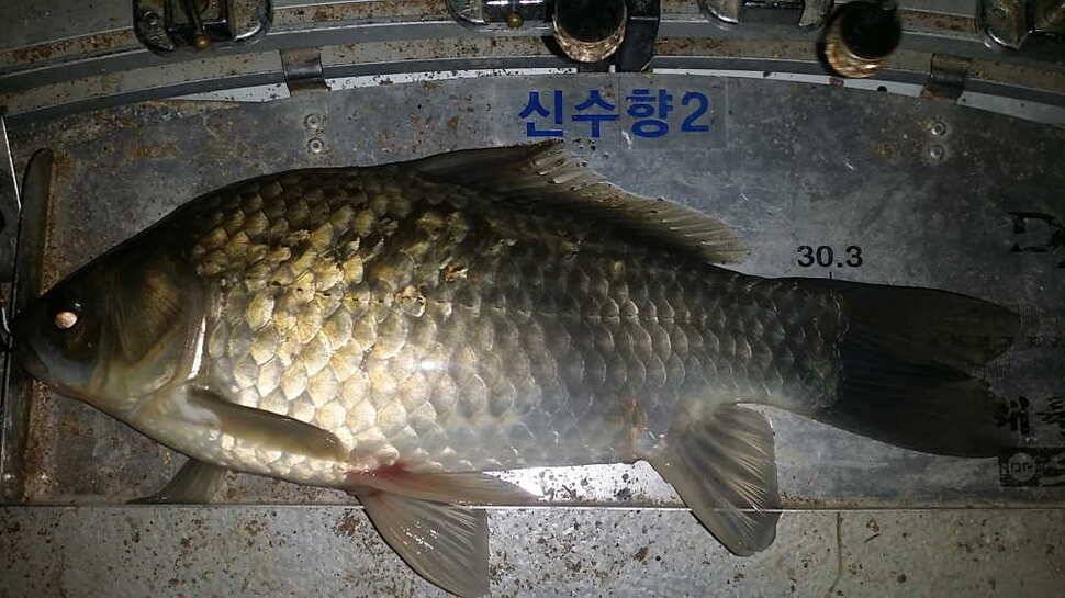 시즌2931호 월3형제 (조황조행기 - 월척컵토종붕어챔피언십)