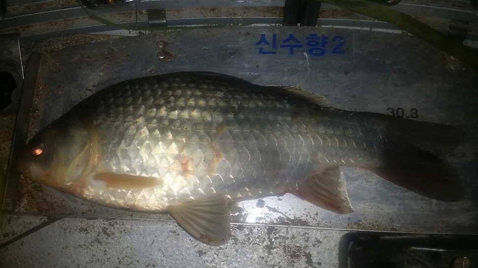 시즌2931호 월3형제 (조황조행기 - 월척컵토종붕어챔피언십)