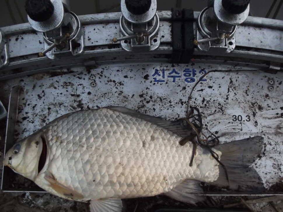 시즌1619호 (조황조행기 - 월척컵토종붕어챔피언십)