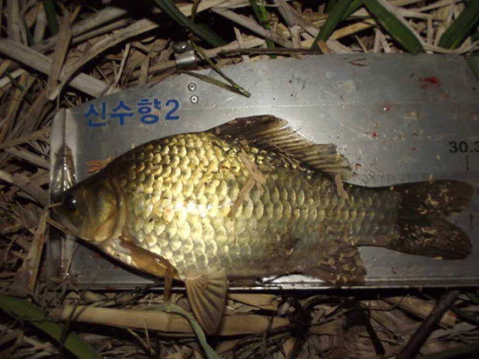 4짜외 월척 마리수 (조황조행기 - 월척컵토종붕어챔피언십)