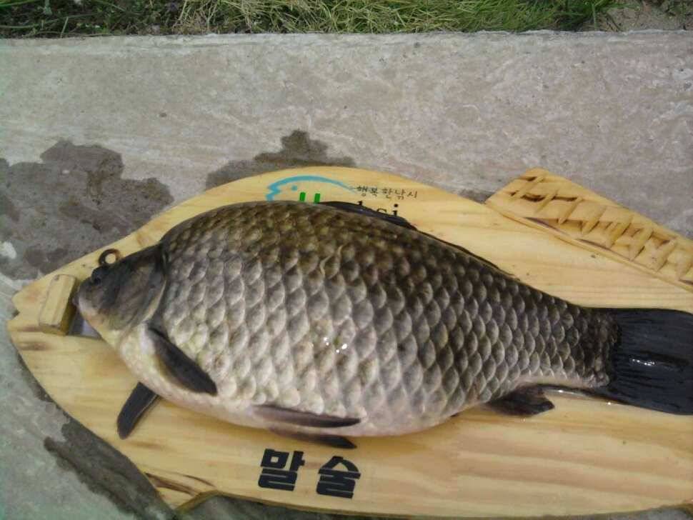 2011년 제3호 월척 (조황조행기 - 월척컵토종붕어챔피언십)