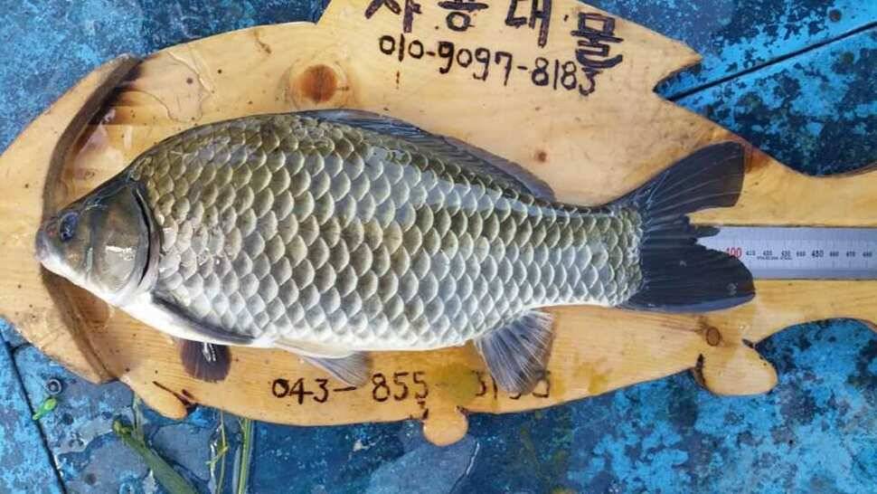 충주 415 ㅋ첫 대물 입니다 (조황조행기 - 월척컵토종붕어챔피언십)