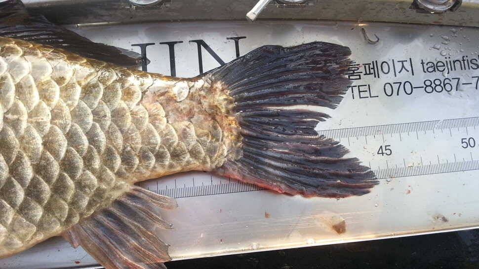 창녕권 (조황조행기 - 월척컵토종붕어챔피언십)