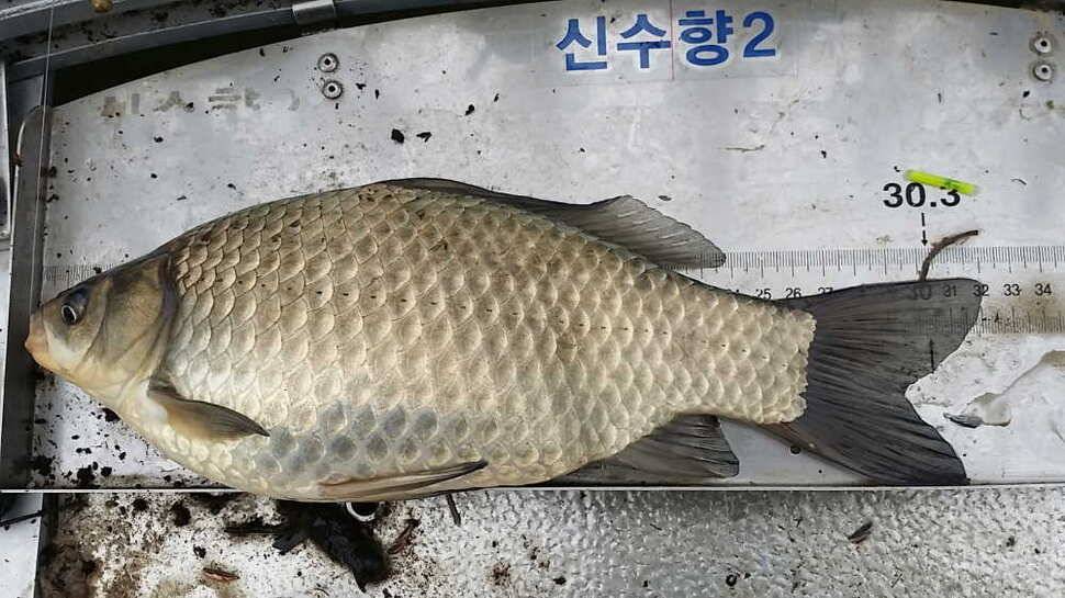 15시즌 8호9호 (조황조행기 - 월척컵토종붕어챔피언십)