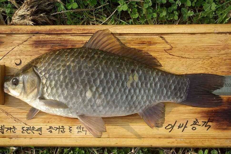 물낚 시즌 유종의 미를 거두며 (조황조행기 - 월척컵토종붕어챔피언십)