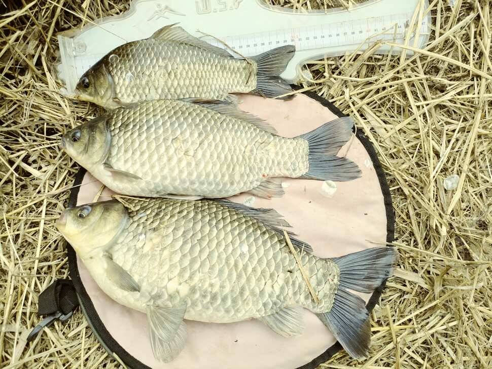 턱걸이 월척이 애기 같네요 (조황조행기 - 월척컵토종붕어챔피언십)