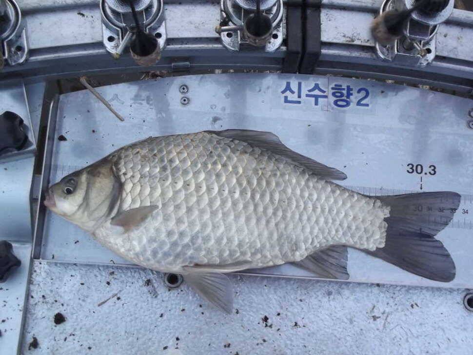 첫 물낚시에 월이5형제 (조황조행기 - 월척컵토종붕어챔피언십)