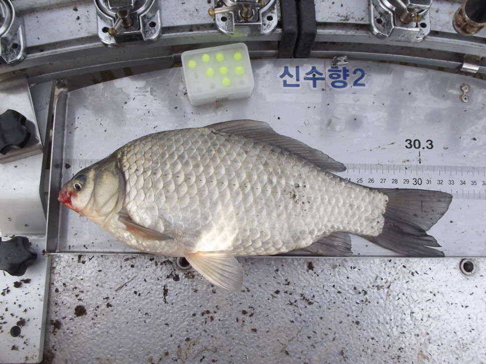 첫 물낚시에 월이5형제 (조황조행기 - 월척컵토종붕어챔피언십)