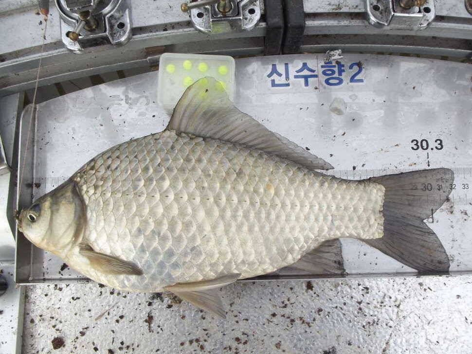 첫 물낚시에 월이5형제 (조황조행기 - 월척컵토종붕어챔피언십)