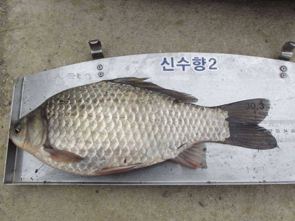 첫 물낚시에 월이5형제 (조황조행기 - 월척컵토종붕어챔피언십)