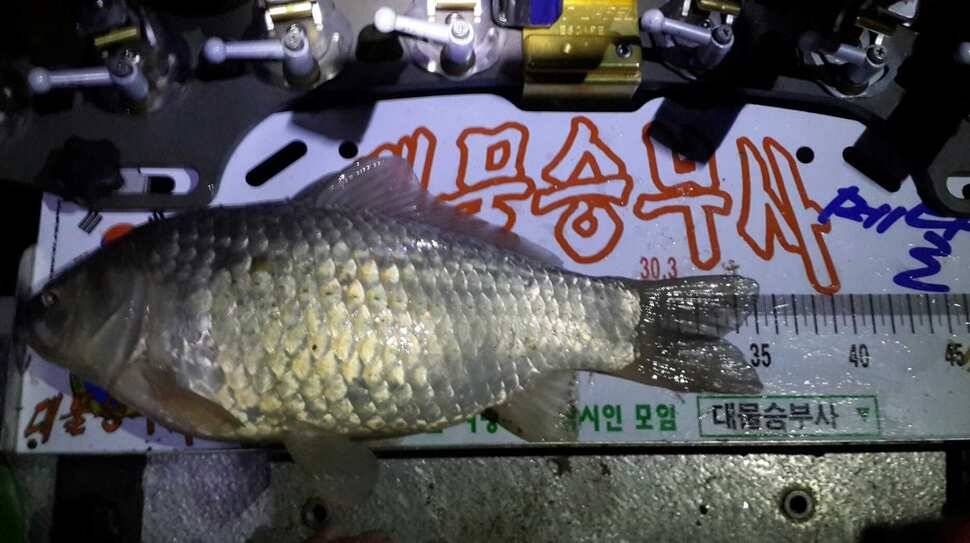 월척신고 (조황조행기 - 월척컵토종붕어챔피언십)