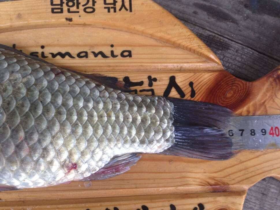 충주호 월척 최대어 (조황조행기 - 월척컵토종붕어챔피언십)