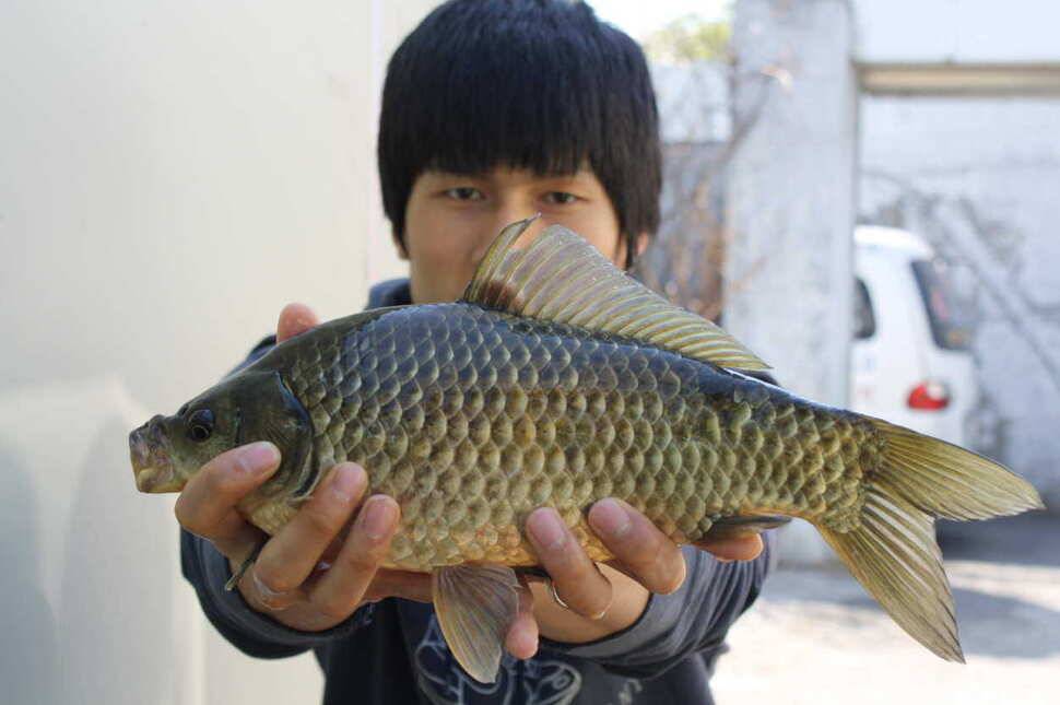 오랜만에 월척 신고합니다 (조황조행기 - 월척컵토종붕어챔피언십)