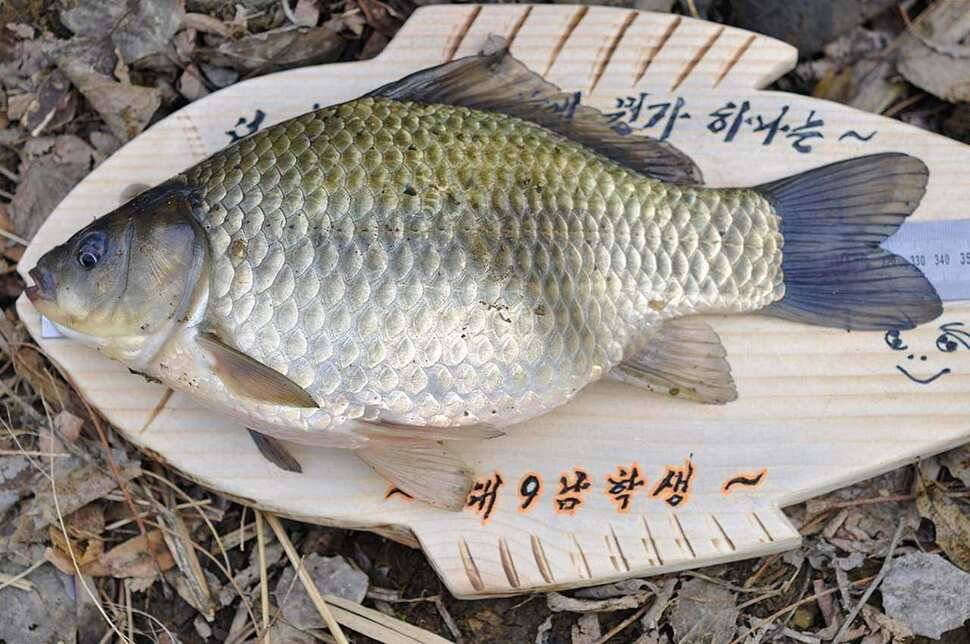 인사드립니다 꾸벅 (조황조행기 - 월척컵토종붕어챔피언십)