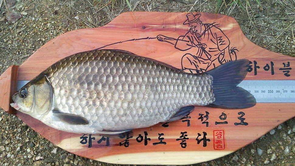 하이블루 2호 33센치 (조황조행기 - 월척컵토종붕어챔피언십)