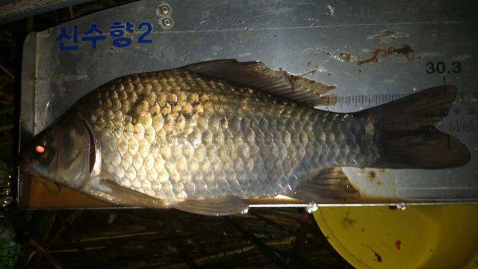 시즌272829호 (조황조행기 - 월척컵토종붕어챔피언십)