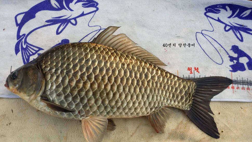 4짜붕어들 (조황조행기 - 월척컵토종붕어챔피언십)