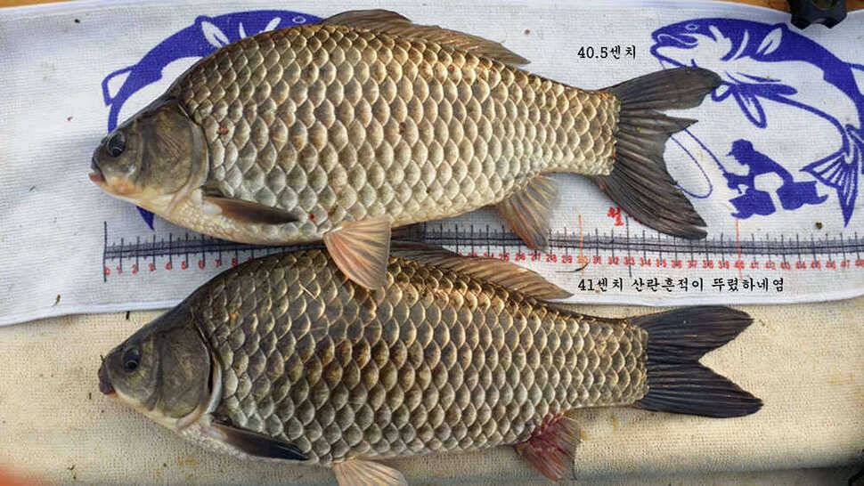 4짜붕어들 (조황조행기 - 월척컵토종붕어챔피언십)