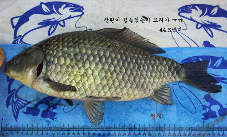 4짜붕어들 (조황조행기 - 월척컵토종붕어챔피언십)