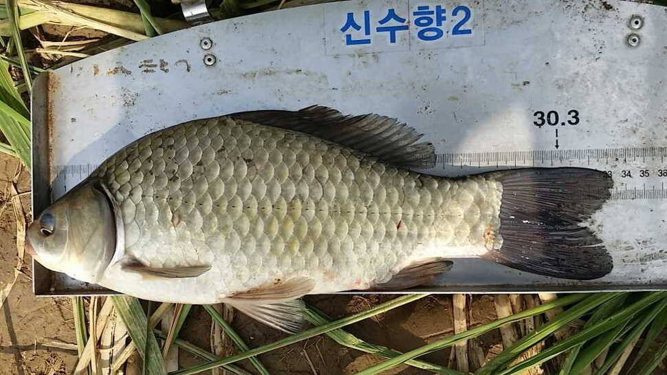 시즌40호 (조황조행기 - 월척컵토종붕어챔피언십)