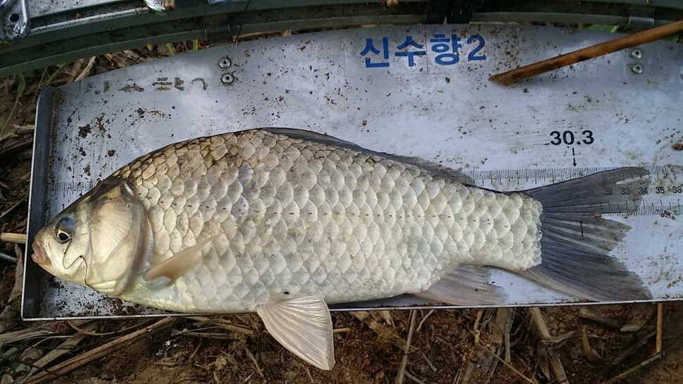 시즌32호34호 (조황조행기 - 월척컵토종붕어챔피언십)