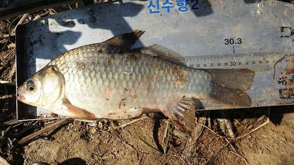 시즌32호34호 (조황조행기 - 월척컵토종붕어챔피언십)