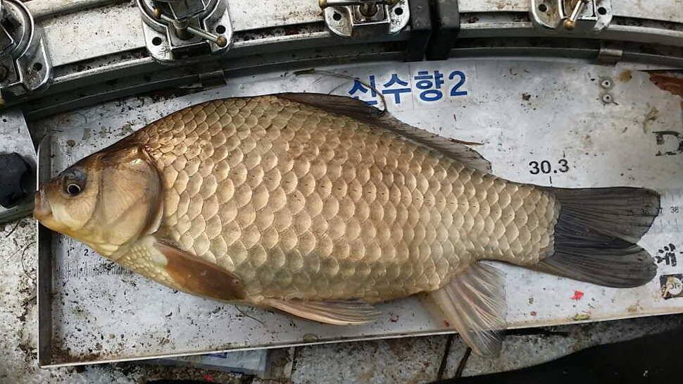 시즌1315호 (조황조행기 - 월척컵토종붕어챔피언십)