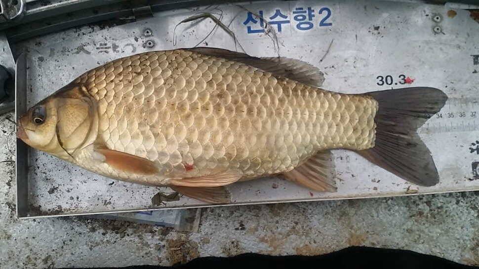 시즌1315호 (조황조행기 - 월척컵토종붕어챔피언십)