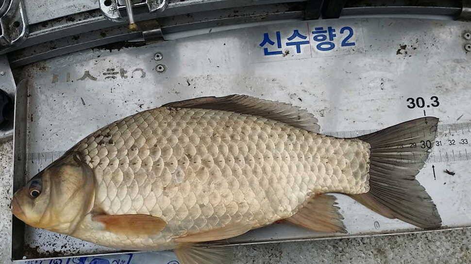 시즌1315호 (조황조행기 - 월척컵토종붕어챔피언십)