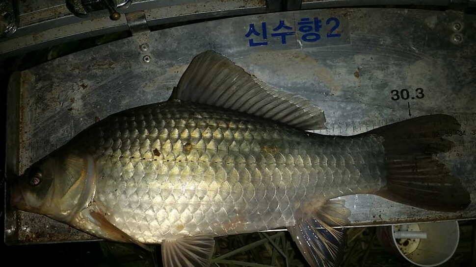 시즌3539호 월 5형제 (조황조행기 - 월척컵토종붕어챔피언십)