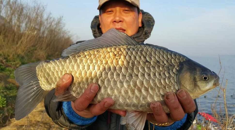 16년 첫수에 4짜 (조황조행기 - 월척컵토종붕어챔피언십)