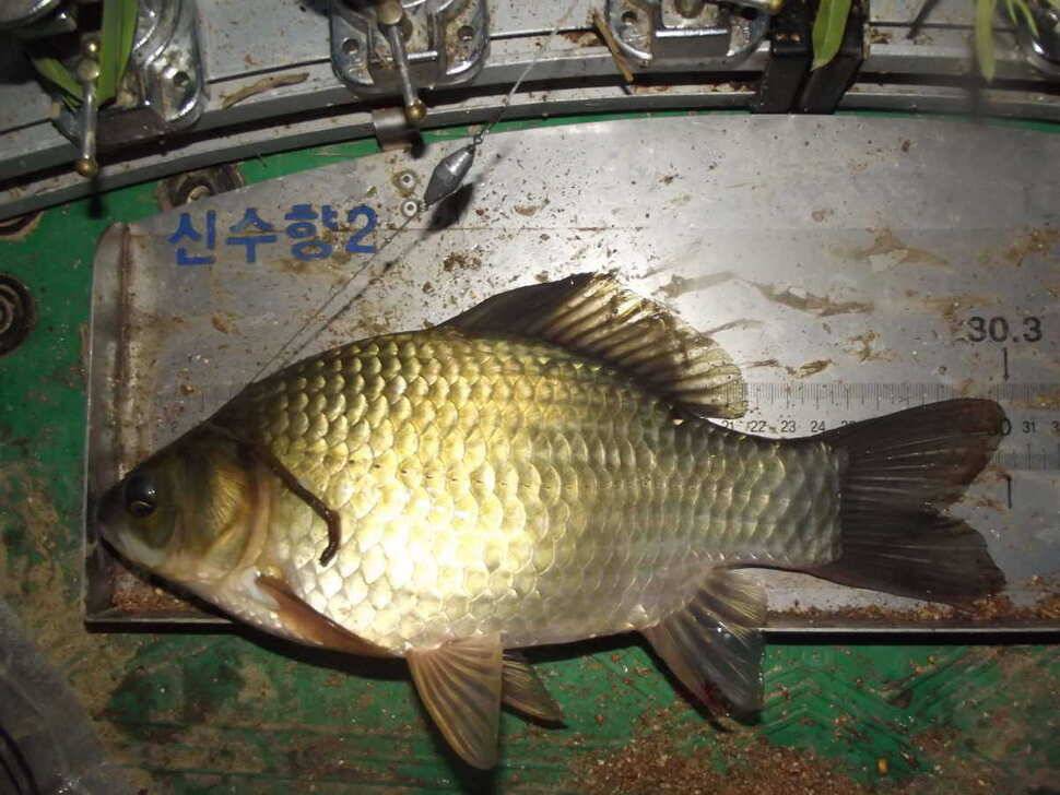 시즌4547호 월척 (조황조행기 - 월척컵토종붕어챔피언십)