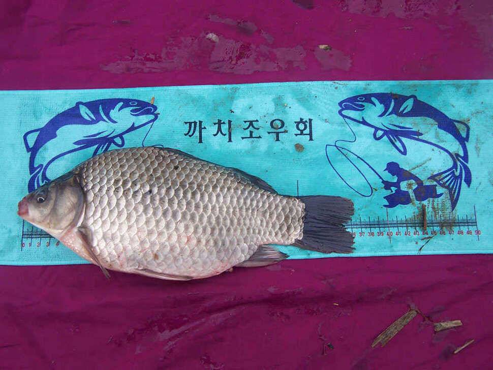 문천지에서 하룻밤 (조황조행기 - 월척컵토종붕어챔피언십)