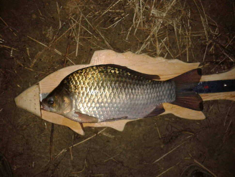 기록갱신12호 13호 33cm 4짜 월척 (조황조행기 - 월척컵토종붕어챔피언십)