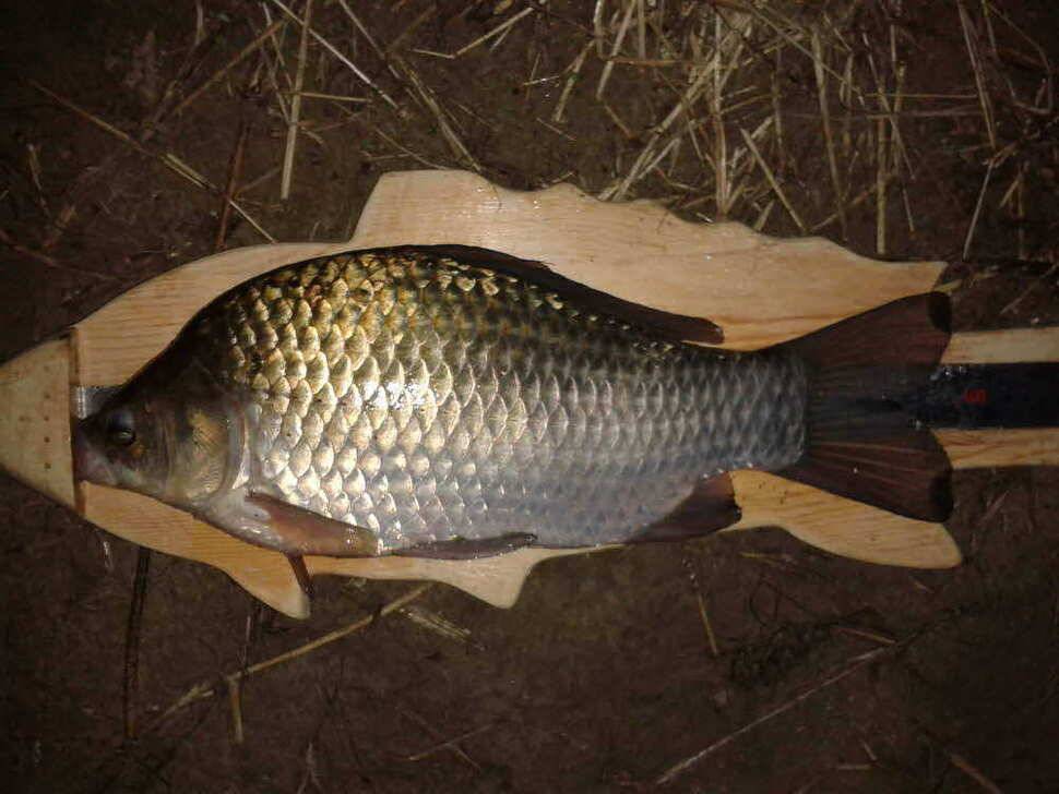 기록갱신12호 13호 33cm 4짜 월척 (조황조행기 - 월척컵토종붕어챔피언십)