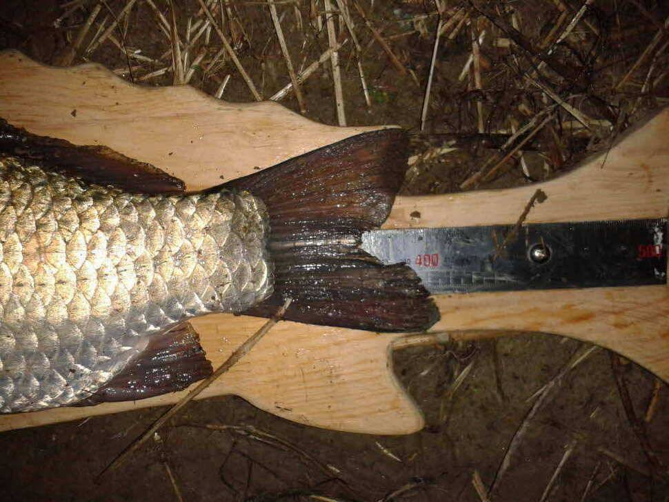 기록갱신12호 13호 33cm 4짜 월척 (조황조행기 - 월척컵토종붕어챔피언십)