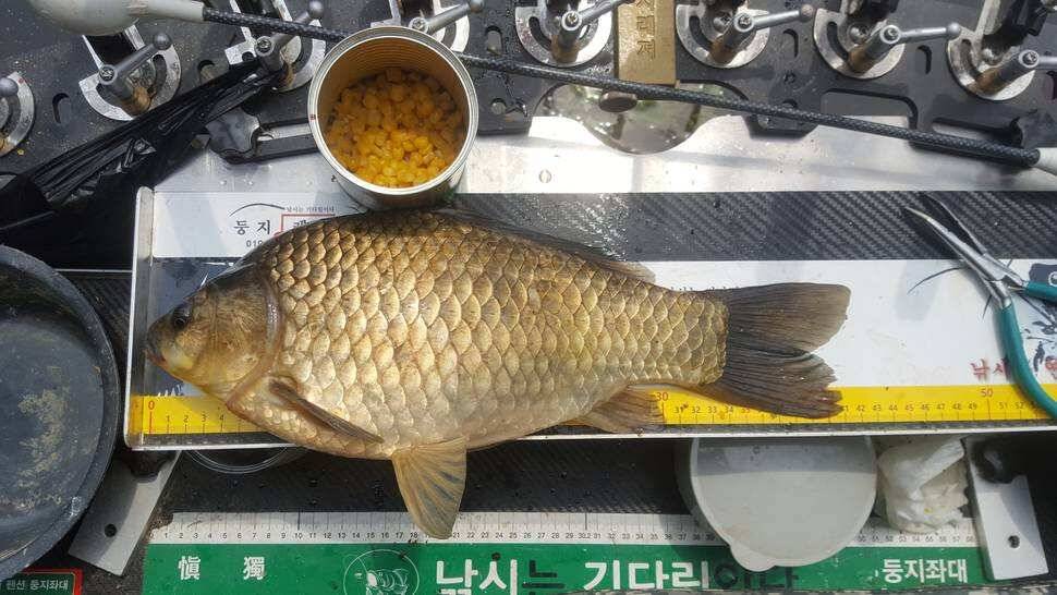 충남공주 한방터 (조황조행기 - 월척컵토종붕어챔피언십)