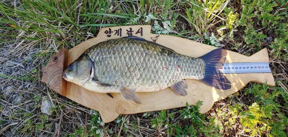 첫 4짜 (조황조행기 - 월척컵토종붕어챔피언십)