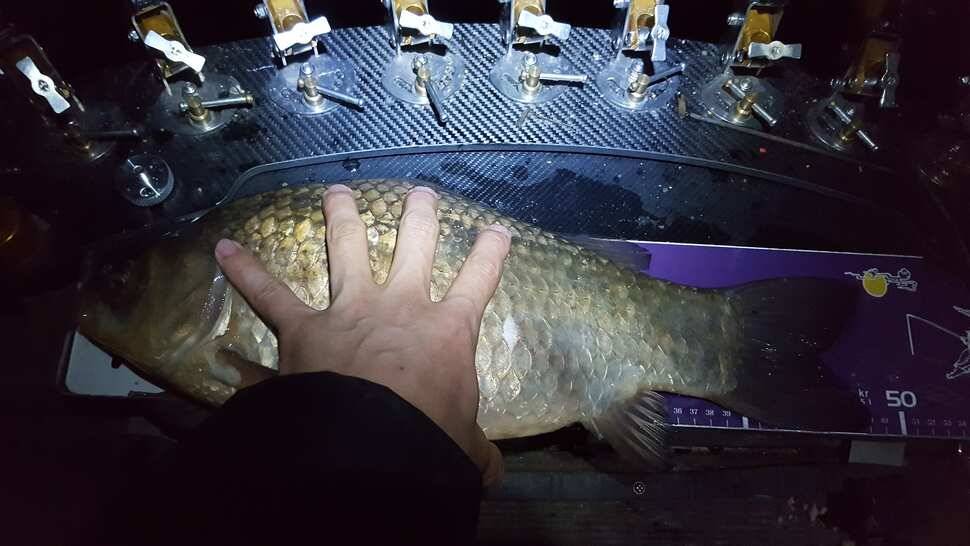 482cm (조황조행기 - 월척컵토종붕어챔피언십)
