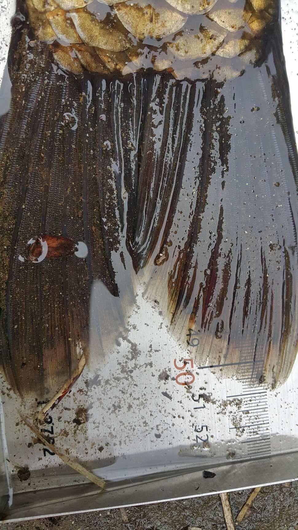 2ㅠ5짜맞는데ㅠ (조황조행기 - 월척컵토종붕어챔피언십)