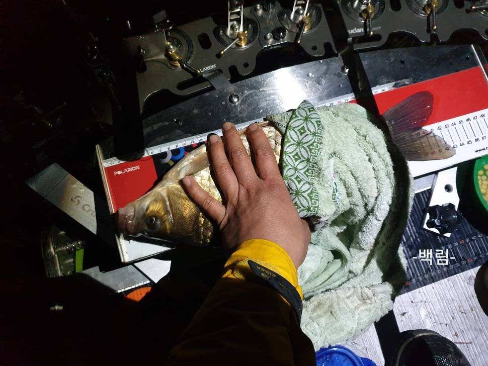 43cm 토종 돌붕어 4짜 (조황조행기 - 월척컵토종붕어챔피언십)