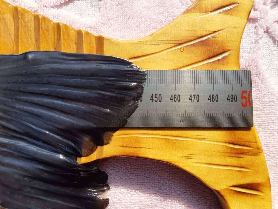 전남함평붕어 (조황조행기 - 월척컵토종붕어챔피언십)